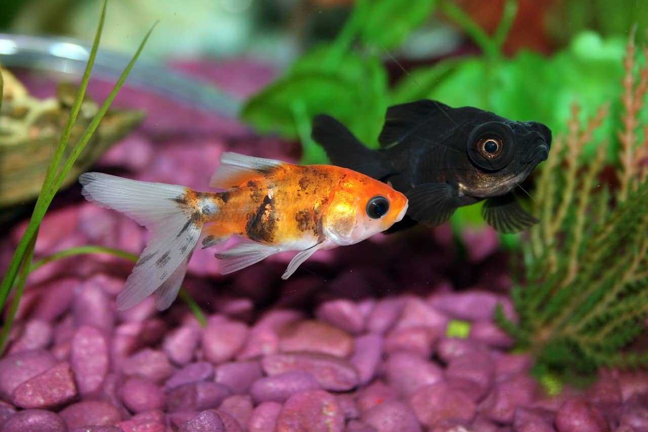-up of a vibrant goldfish swimming in a well-maintained tank, with its friendly tank mates of various shapes and sizes swimming in the background