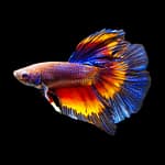 8 Surprising Truth About What Human Food Your Betta Fish Can Eat