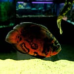 11 Shocking Causes Of Why Aquarium Fish Die Without Specific Reasons