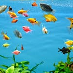 Beyond Goldfish To 10 Best Fish Species For Indian Aquariums