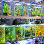 Uncovering The 5 Best Place To Buy Aquarium Fish Online in India