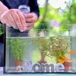 Know How To Feed Aquarium Fish With Our 4 Pointers
