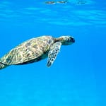 Can Turtles Actually Drown : Watch Out These 4 Signs!