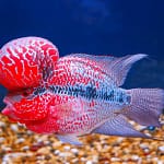 Choosing the 6 Best Food for Flowerhorn in India: From Pellets to Live Food