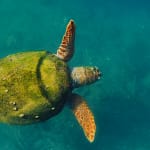 How Do Turtles Mate – What, When, Where, Why?