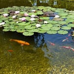 Can Guppies Live in a Pond? (Includes 4 Factors, 3 Benefits)