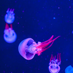 Can You Have A Jellyfish As A Pet: Yes/No?