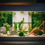 Do Aquarium Plants Need A Heater – Answer is Yes!
