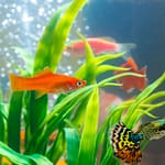 Know Newborn Guppy Fry Growth Chart & How To Grow Them Faster