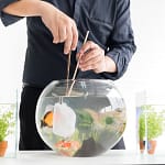 How To Keep A Fish Bowl Clean Without A Filter In 7 Steps