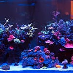 8 Unique Fish Tank Decorations For Your Aquarium