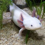 Axolotls And Poison: Understanding The Truth About Their Toxicity