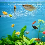 Aerating Aquarium Water: Keeping Your Fish Happy And Healthy
