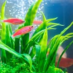 Anchoring Aquarium Plants: Ensuring Stability In Your Aquascape