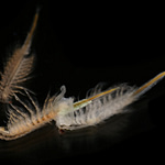 Brine Shrimp Menu: What Do These Tiny Creatures Eat?