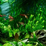 Best Temperature for Aquarium Plants
