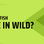 Where Guppy Fish Live In Wild?