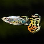 How Long Guppy Fish Live? Better Alone or In Group