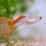 Is Guppy An Easy To Care For Fish?