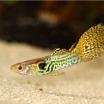 Why Guppy Fish Staying At Top Or Bottom Of Tank?