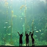 Aquarium Happiness: Decoding Your Fish’s Reactions To Your Presence