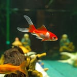 Breed Your Own Goldfish: A Step-By-Step Breeding Guide