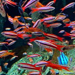 Fish Of Many Colors: Species That Can Change Their Coloration