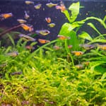 Guppy Growth: How Big Can Guppies Get In Your Aquarium?