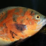 How Can I Improve My Oscar Fish Color?