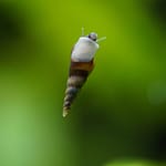 Hungry Herbivores: Do Aquarium Snails Eat Plants?
