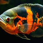 Oscar Fish Mating: Unraveling The Reproductive Process Of Oscars