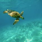 Turtles And Luck: The Myth And Meaning Behind Turtle Symbolism