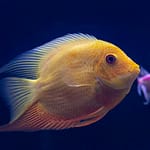 What Is The Best & Ideal Temperature For Aquarium Fish