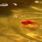 Why Do Goldfish Come To The Surface?