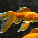 15 Awesome Substitute For Goldfish Food