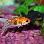 15 Safe & Best Goldfish Tank Mates