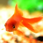 Can Goldfish Eat Tropical Fish Food Without Any Concern