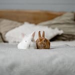 63 Rabbit Breeds To Keep As Pets (All You Need To Know)