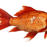 Is Goldfish A Freshwater Fish Or Saltwater Fish