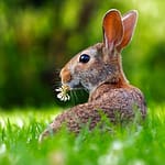 Why Is My Rabbit Not Eating? (All You Need To Know)
