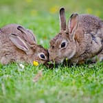 Do Rabbits Need Pellets? (All You Need To Know)