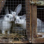 Can Rabbits Have Two Level Cages? (All You Need To Know)