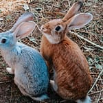 Why Do Rabbits Kill Their Babies? (All You Need To Know)