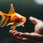 What Are The Reasons & How To Treat Goldfish Swim Bladder Problem