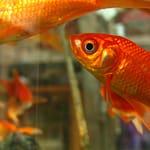 What Do You Need For Goldfish Tank? – Easy Set Up Guide