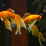 What To Feed Goldfish In Aquarium Or Fish Bowl