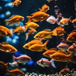 Aqua Family Planning: Understanding How Fish Reproduce In Captivity
