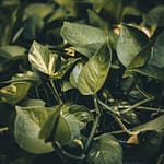 Pothos in An Aquarium – Things You Must Know About Devil’s Ivy at a Glance!