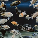 What Causes High Ph in Aquarium? [With Solutions]