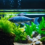 Dechlorinating Water For Your Fish: A Safe Start